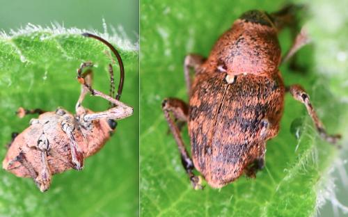 Réf. 300 637 : Curculio sp.
